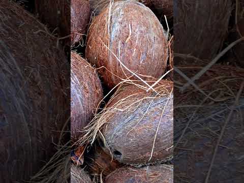 Beneficios y usos del saco de fibra de coco: la opción sostenible para tu jardín
