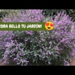 La belleza del arbusto de flores violetas: una joya en tu jardín