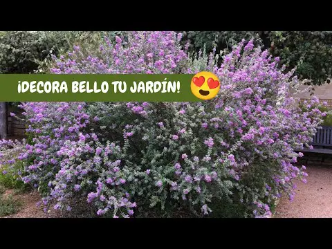 La belleza del arbusto de flores violetas: una joya en tu jardín