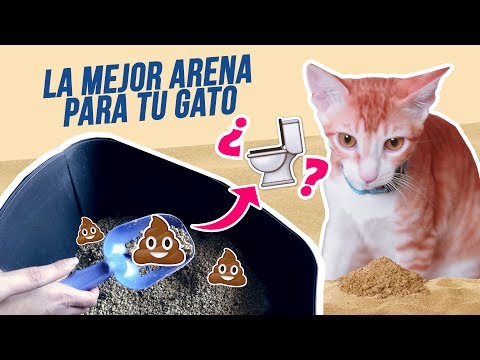 La mejor opción: arena de sílice para gatos
