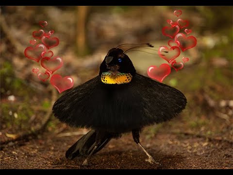 El majestuoso plumaje del ave del paraíso grande: una belleza sin igual