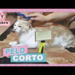 La importancia de usar el cepillo adecuado para el cuidado del pelaje de tu gato