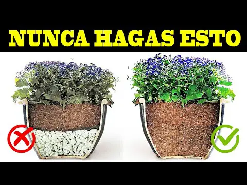 Las mejores macetas para tus plantas grandes: guía completa