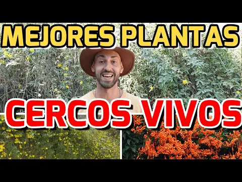 Las mejores opciones de plantas para setos medianos: crea un jardín lleno de encanto y privacidad