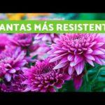 Las plantas resistentes perfectas para crear sombra en exteriores