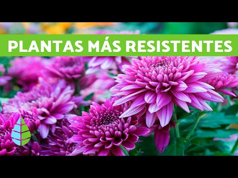 Las plantas resistentes perfectas para crear sombra en exteriores