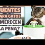 El mejor dispensador de agua para consentir a tu gato