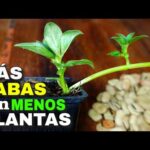 Las increíbles semillas de habas gigantes: una deliciosa sorpresa en tu huerto