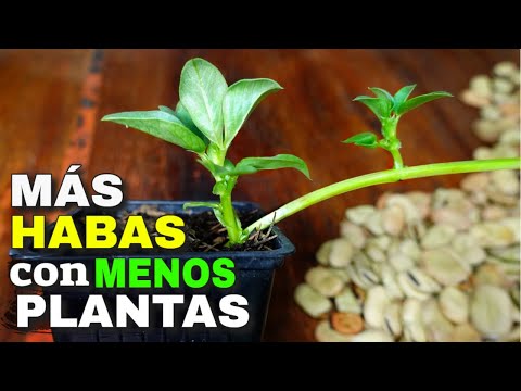 Las increíbles semillas de habas gigantes: una deliciosa sorpresa en tu huerto