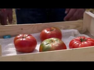 El fascinante mundo de la semilla de tomate rosa: todo lo que debes saber