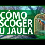 Guía completa para elegir la mejor jaula para tu loro yaco