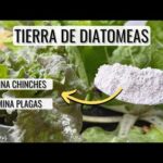 Beneficios y aplicaciones de la tierra de diatomeas micronizada: una solución natural para tu hogar y jardín