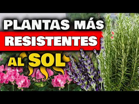 Las mejores palmeras para exteriores que resisten al sol intenso