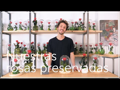 La elegancia de una rosa preservada en una cúpula: un regalo eterno