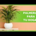 Conoce los diferentes tipos de palmeras enanas para decorar tu jardín