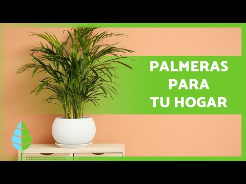 Conoce los diferentes tipos de palmeras enanas para decorar tu jardín