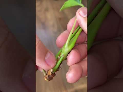 La solución perfecta para tener plantas en casa: Plantas en una caja