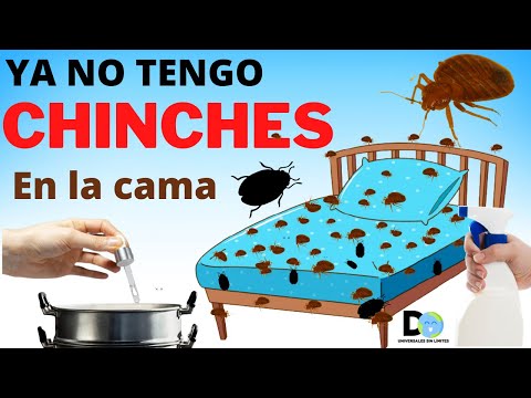 Elimina de forma efectiva los bichos rojos pequeños con estos consejos infalibles