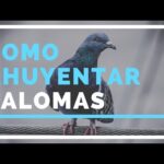 El ahuyentador de palomas más efectivo para mantener tu espacio libre de aves