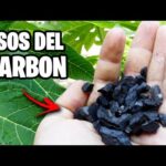 Beneficios del uso de carbón activado en el cultivo de plantas